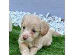 Goldendoodle Puppy for sale in Port Charlotte, FL, USA