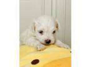 Maltese Puppy for sale in Flower Mound, TX, USA