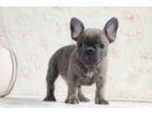 French Bulldog Puppy for sale in Etna Green, IN, USA