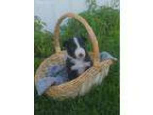 Border Collie Puppy for sale in Locke, NY, USA