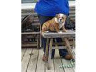 Bulldog Puppy for sale in Fowlerville, MI, USA
