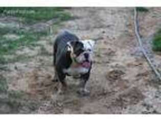 Olde English Bulldogge Puppy for sale in Brandywine, MD, USA