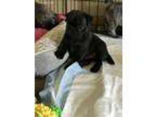 Pug Puppy for sale in Spencerville, IN, USA