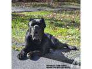 Cane Corso Puppy for sale in MILFORD, PA, USA