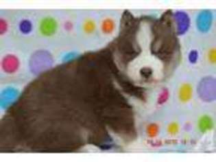 Siberian Husky Puppy for sale in EAST CONCORD, VT, USA