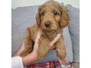 Goldendoodle Puppy for sale in Wylie, TX, USA
