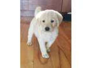 Labradoodle Puppy for sale in Dassel, MN, USA