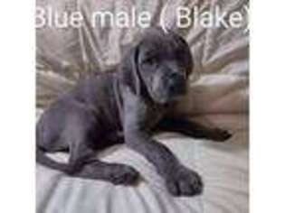 Great Dane Puppy for sale in Bonham, TX, USA