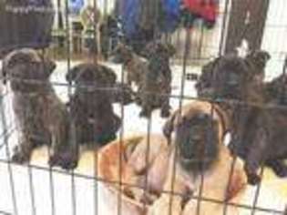 Mastiff Puppy for sale in Lakeland, FL, USA