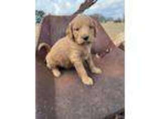 Goldendoodle Puppy for sale in Cedar Hill, TX, USA