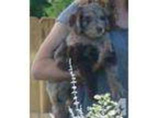 Mutt Puppy for sale in NEW CARLISLE, IN, USA