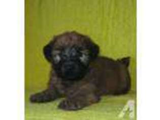 Soft Coated Wheaten Terrier Puppy for sale in BRIDGEPORT, IL, USA