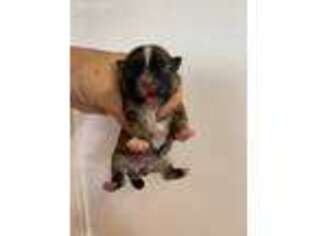 Shorkie Tzu Puppy for sale in Rutland, IL, USA