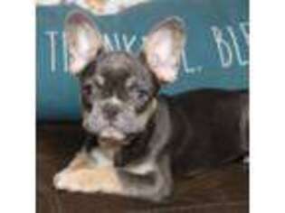 French Bulldog Puppy for sale in Ceres, CA, USA