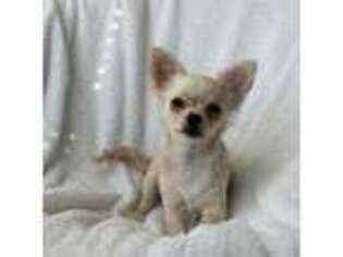 Chihuahua Puppy for sale in Fayetteville, AR, USA