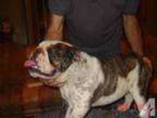 Bulldog Puppy for sale in MEMPHIS, TN, USA