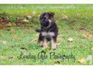 German Shepherd Dog Puppy for sale in CLINTON, TN, USA