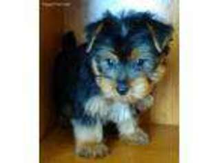 Yorkshire Terrier Puppy for sale in Kankakee, IL, USA