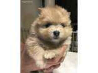Pomeranian Puppy for sale in North East, MD, USA