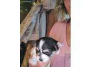 Mutt Puppy for sale in Fairmont, MN, USA