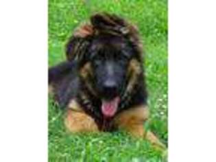 German Shepherd Dog Puppy for sale in Henagar, AL, USA