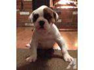 American Bulldog Puppy for sale in ALBANY, IN, USA