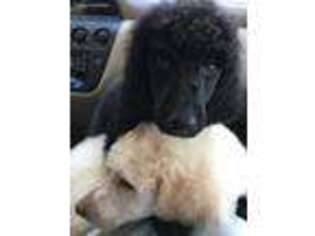Mutt Puppy for sale in Edgewater, FL, USA
