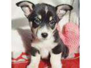 Pembroke Welsh Corgi Puppy for sale in Gouverneur, NY, USA