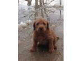 Labradoodle Puppy for sale in Upsala, MN, USA