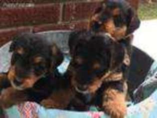 Welsh Terrier Puppy for sale in Crisfield, MD, USA