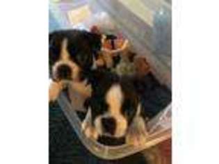Boston Terrier Puppy for sale in Bluffton, SC, USA