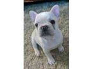 French Bulldog Puppy for sale in Carrollton, OH, USA