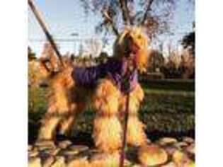 Afghan Hound Puppy for sale in Long Beach, CA, USA