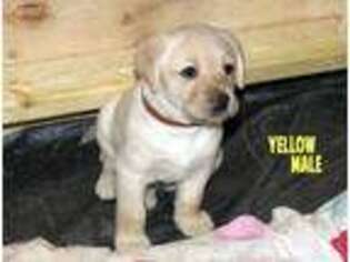 Labrador Retriever Puppy for sale in Stevensville, MD, USA