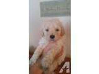 Goldendoodle Puppy for sale in ARMAGH, PA, USA