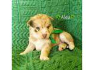 Alaskan Klee Kai Puppy for sale in Port Huron, MI, USA