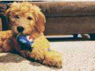 Goldendoodle Puppy for sale in Woodstock, CT, USA
