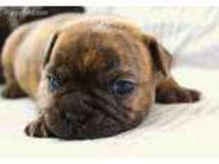 French Bulldog Puppy for sale in Loretto, MN, USA