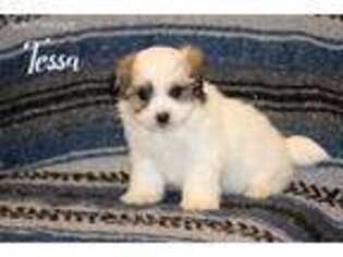 Havanese Puppy for sale in Scurry, TX, USA