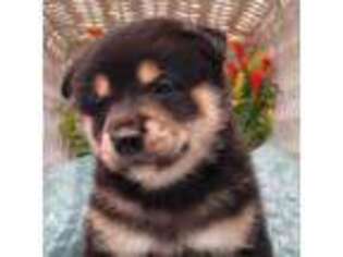 Shiba Inu Puppy for sale in Clayton, IL, USA