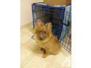 Pomeranian Puppy for sale in FORT GEORGE G MEADE, MD, USA