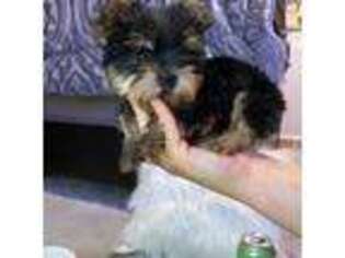 Yorkshire Terrier Puppy for sale in Edison, NJ, USA