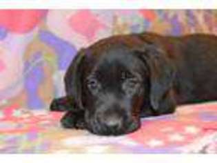 Labrador Retriever Puppy for sale in CLAREMONT, NH, USA