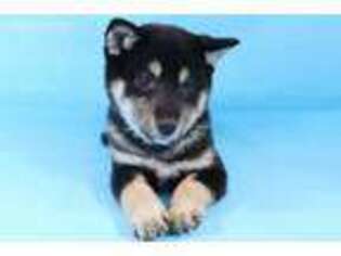 Shiba Inu Puppy for sale in Stockton, CA, USA