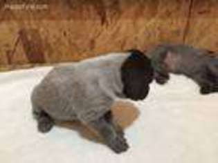 Wirehaired Pointing Griffon Puppy for sale in Loveland, CO, USA