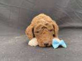 Mutt Puppy for sale in Dora, MO, USA
