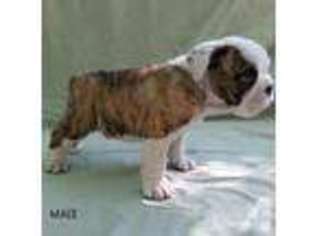 Bulldog Puppy for sale in CARBONADO, WA, USA