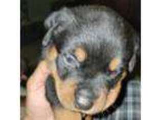 Rottweiler Puppy for sale in Jacksonville, AR, USA