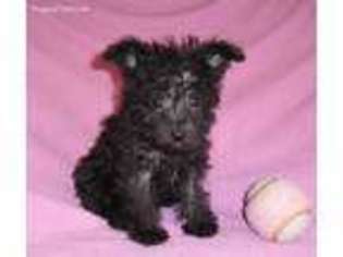 Schnoodle (Standard) Puppy for sale in Seville, OH, USA