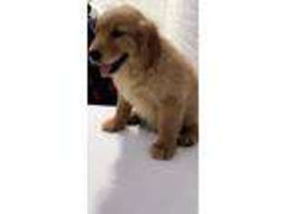Golden Retriever Puppy for sale in Tempe, AZ, USA